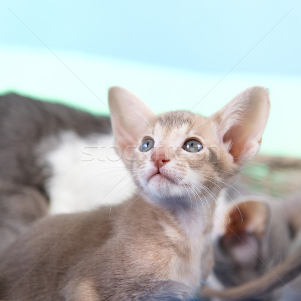 Little Siamese kitten Stock photo © ivonnewierink