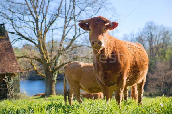 Vaches paysage bovins vert français eau [[stock_photo]] © ivonnewierink