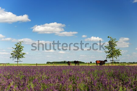 Heather in landscape Stock photo © ivonnewierink