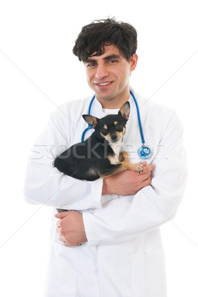 Stok fotoğraf: Veteriner · köpek · yakışıklı · yalıtılmış · beyaz · sağlık