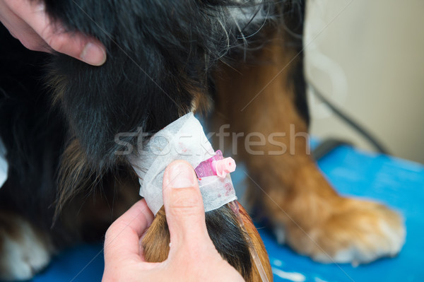 Foto stock: Veterinário · grande · cão · infusão · agulha · mulher