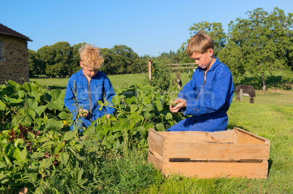 Farm Boys harvesting in vegetable garden Stock photo © ivonnewierink