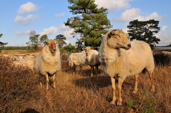 Flock with many sheep Stock photo © ivonnewierink