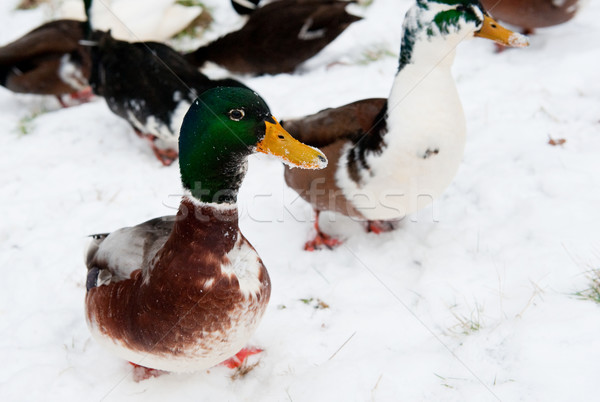 Ducks in the snow Stock photo © ivonnewierink