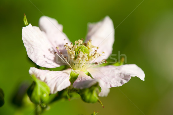 Bramble berriy flowers Stock photo © ivonnewierink