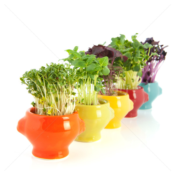 Fresh garden cress in colorful crockery Stock photo © ivonnewierink