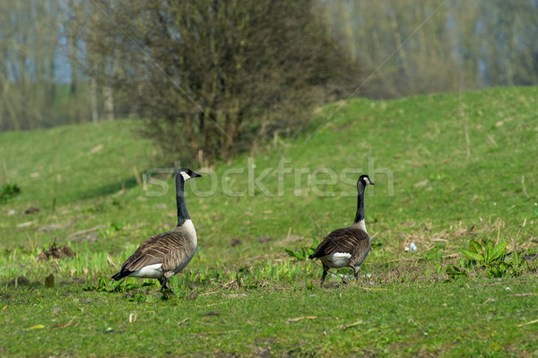 Canada gooses in Dutch nature Stock photo © ivonnewierink