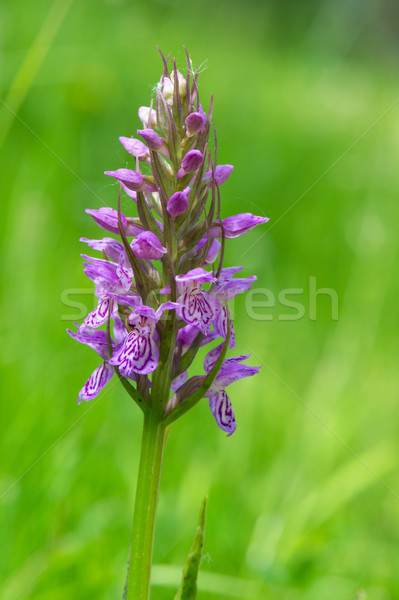 Leopard Marsh Orchid Stock photo © ivonnewierink