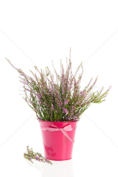 Heath in flower pot Stock photo © ivonnewierink