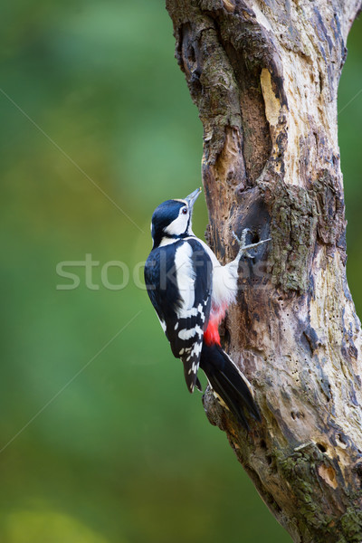 Stock photo: Female Great Spotted Woodpecker