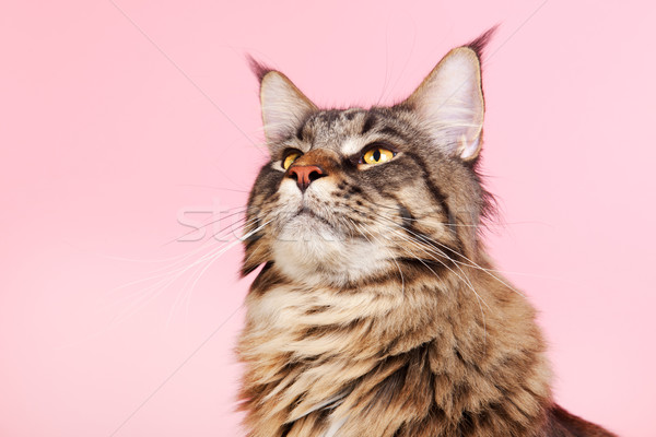 Maine kat pastel roze portret kleur Stockfoto © ivonnewierink