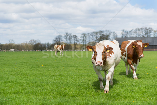 Brown white cows Stock photo © ivonnewierink