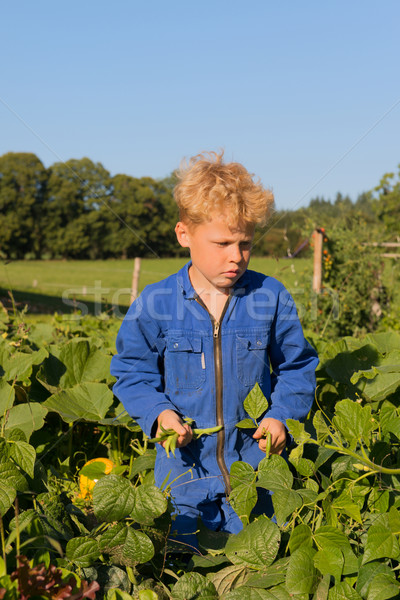 Farm Boy harvesting in vegetable garden Stock photo © ivonnewierink