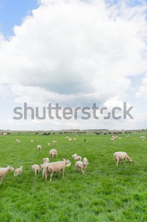 Grazing sheep and cows in meadow Stock photo © ivonnewierink