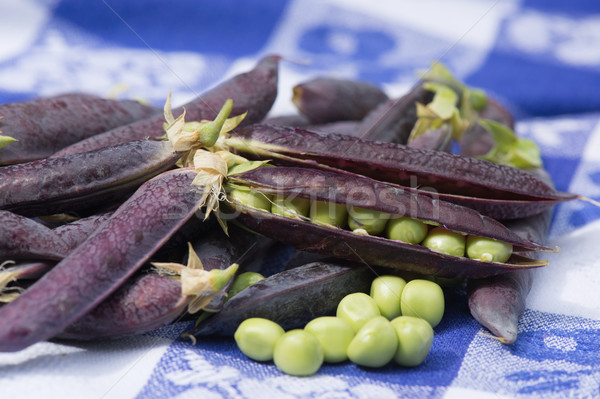 Open marrowfat pea in blue Stock photo © ivonnewierink