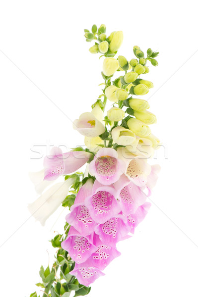 Stock photo: Purple and white  Foxglove