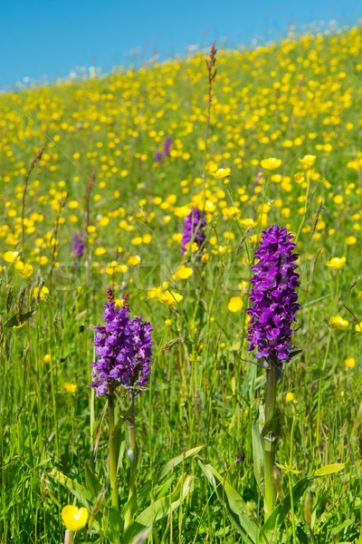 Purple wild Orchid Stock photo © ivonnewierink