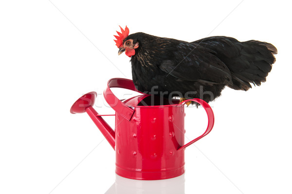 黒 鶏 ピンク じょうろ 座って 鳥 ストックフォト © ivonnewierink