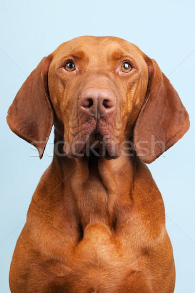 Stockfoto: Hongaars · geïsoleerd · Blauw · dier · studio