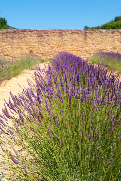 Lavender field surrounded by wall Stock photo © ivonnewierink