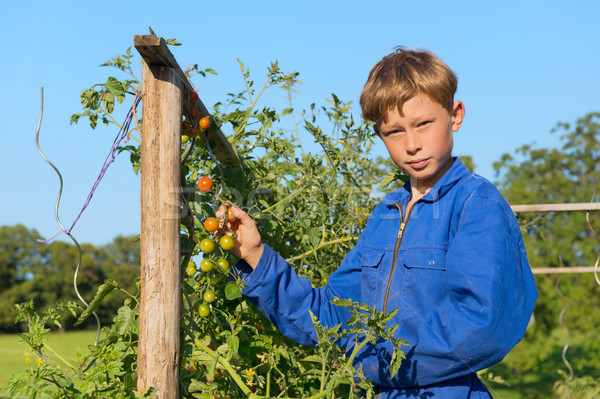 Farm Boy harvesting in vegetable garden Stock photo © ivonnewierink