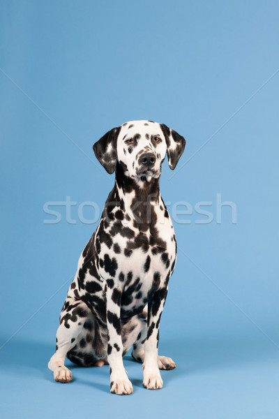 Stockfoto: Dalmatiër · hond · Blauw · zuiver · ras · vergadering