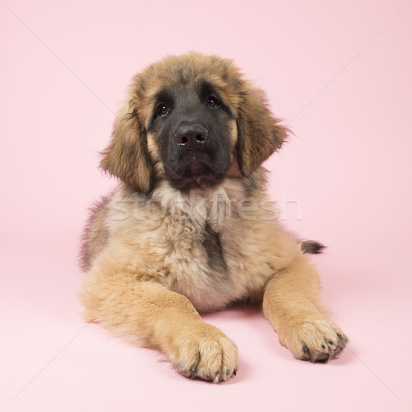 Kutyakölyök rózsaszín aranyos baba kutya dolgozik Stock fotó © ivonnewierink