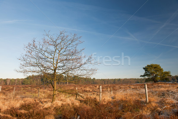 Heather landscape in winter Stock photo © ivonnewierink