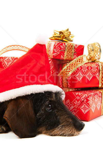 Draht Dackel Weihnachten hat rot Stock foto © ivonnewierink