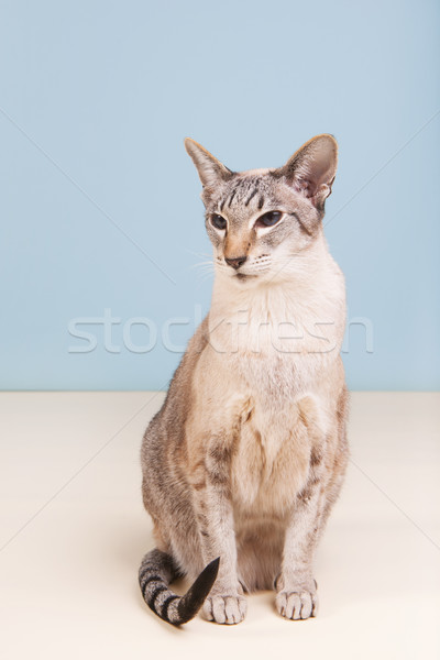 Siamese cat on gray background Stock photo © ivonnewierink