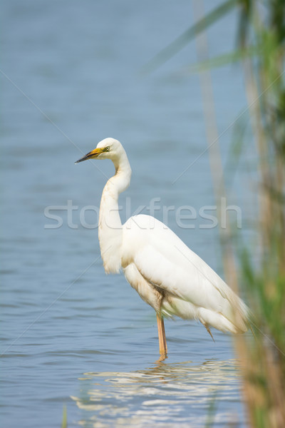 Great Egret Stock photo © ivonnewierink