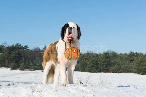 Rescue dog with barrel Stock photo © ivonnewierink