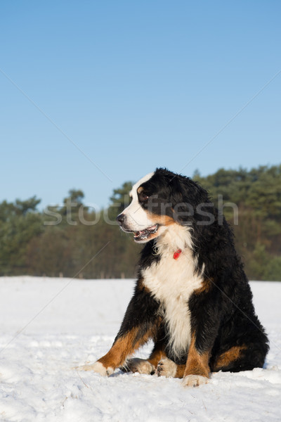 Berner sennenhund in snow Stock photo © ivonnewierink