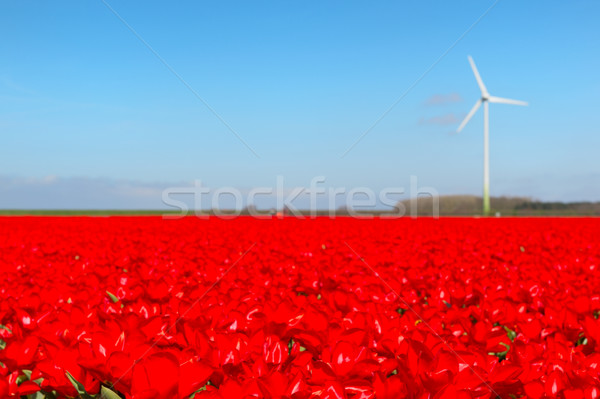 Holland tájkép piros tulipánok Hollandia szél Stock fotó © ivonnewierink