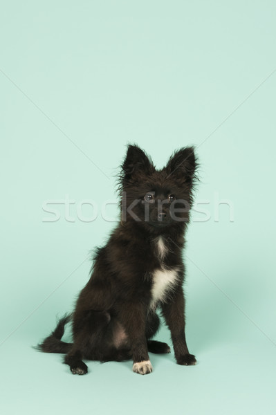 Peu chiot vert chien en peluche isolé portrait Photo stock © ivonnewierink