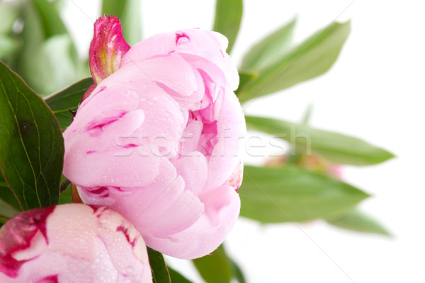 common peony Stock photo © ivonnewierink