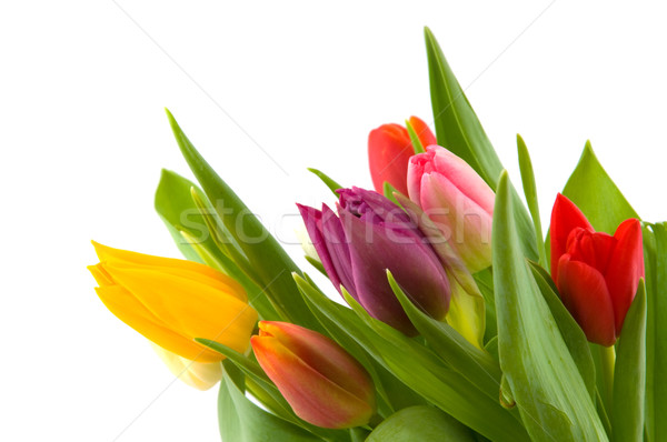 Foto stock: Flores · aislado · blanco · tulipán · rosa