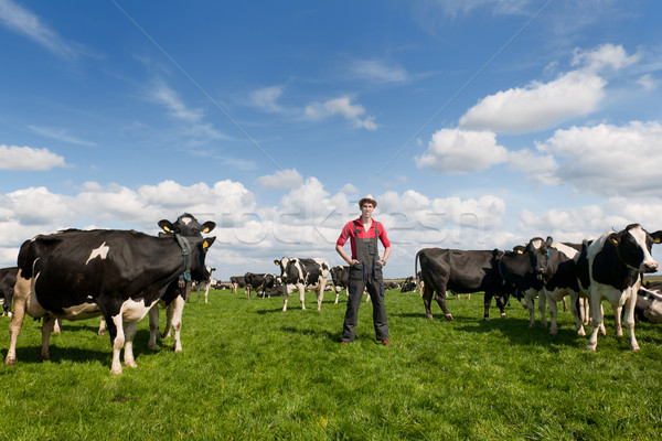 Stockfoto: Landbouwer · veld · koeien · jonge · trots · groene