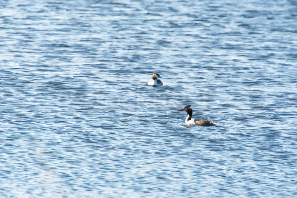 Great Crested Grebes in water Stock photo © ivonnewierink