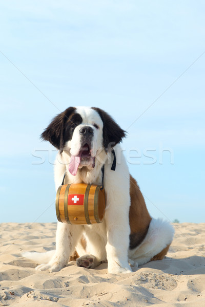 Sauvetage chien baril animaux plage été [[stock_photo]] © ivonnewierink