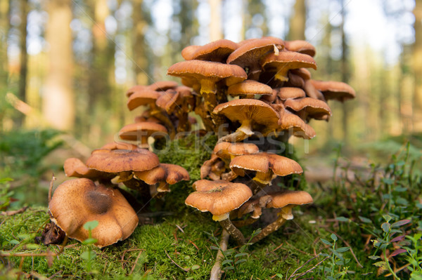 Group brown mushrooms Stock photo © ivonnewierink