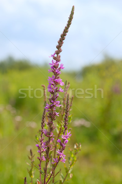 Púrpura naturaleza planta Foto stock © ivonnewierink