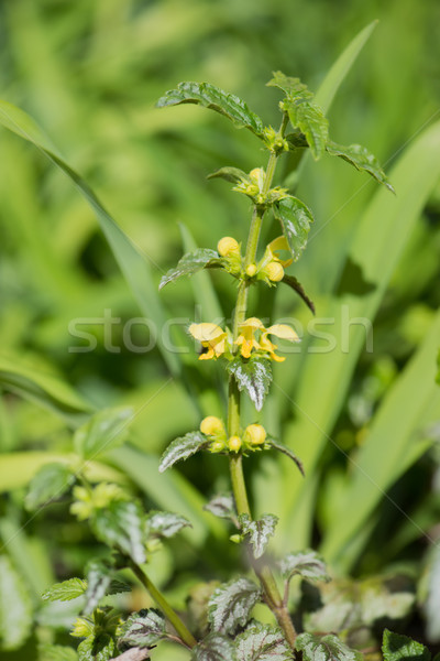 yellow archangel plant Stock photo © ivonnewierink