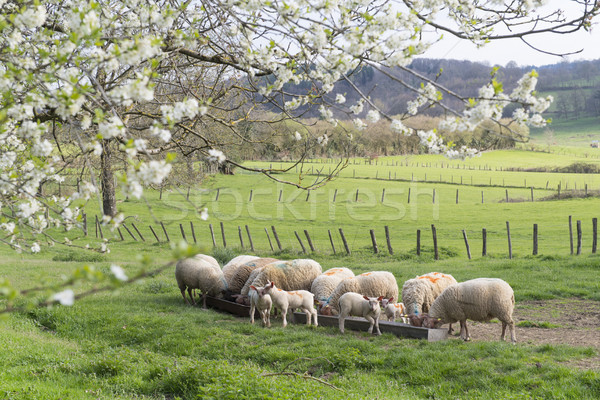 [[stock_photo]]: Moutons · printemps · nature · fruits · animaux · manger