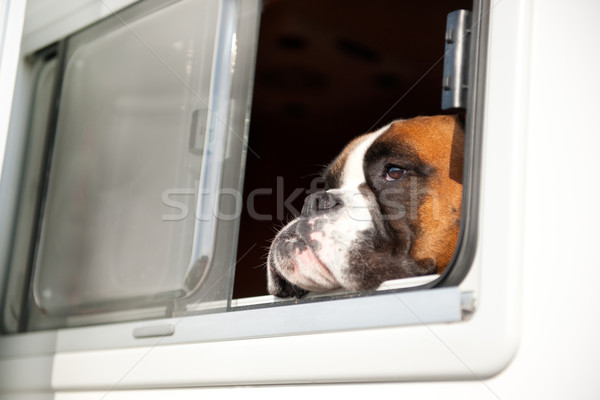 Puro raza toro perro pensando mirando Foto stock © ivonnewierink