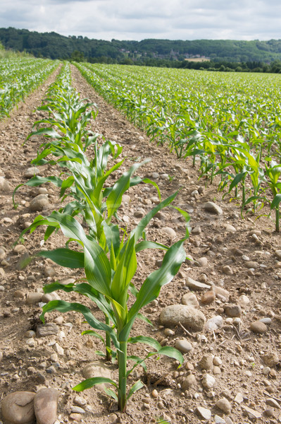 Maize in the fields Stock photo © ivonnewierink