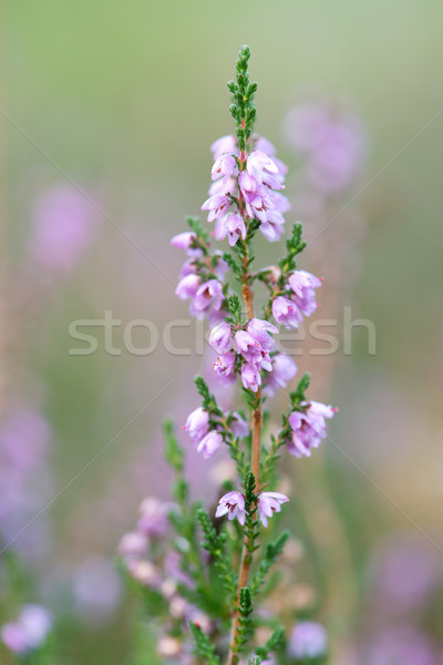 macro heather flowers Stock photo © ivonnewierink