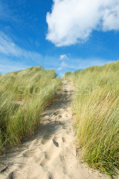 Homok part fű tájkép nyár vakáció Stock fotó © ivonnewierink