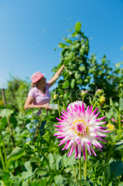 Woman in vegetable garden Stock photo © ivonnewierink