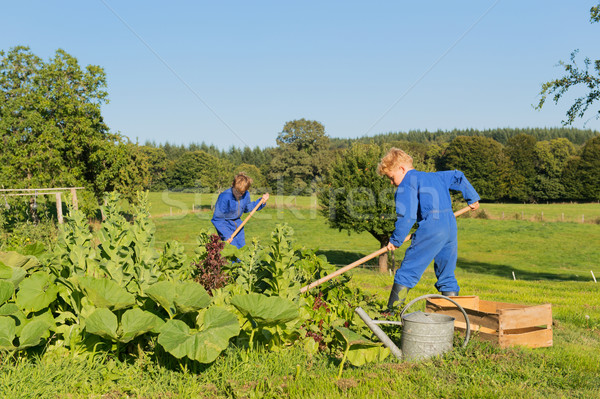 Farm Boys helping in vegetable garden Stock photo © ivonnewierink